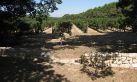 Domaine de Saint Julien les Vignes