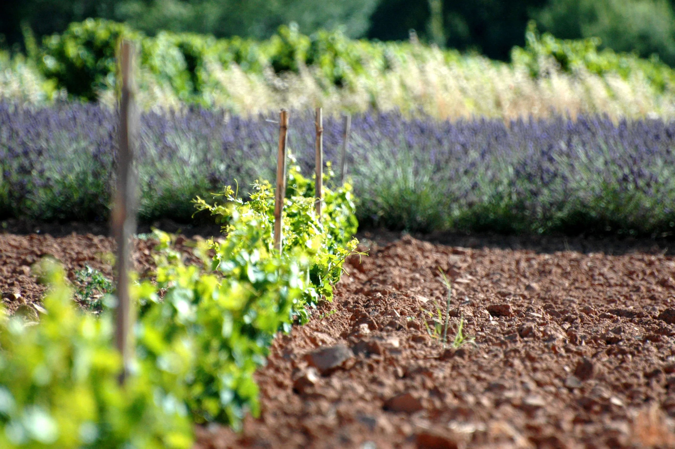 Un champ de vignes et de lavande ensoleillé, paysage provençal enchanteur.