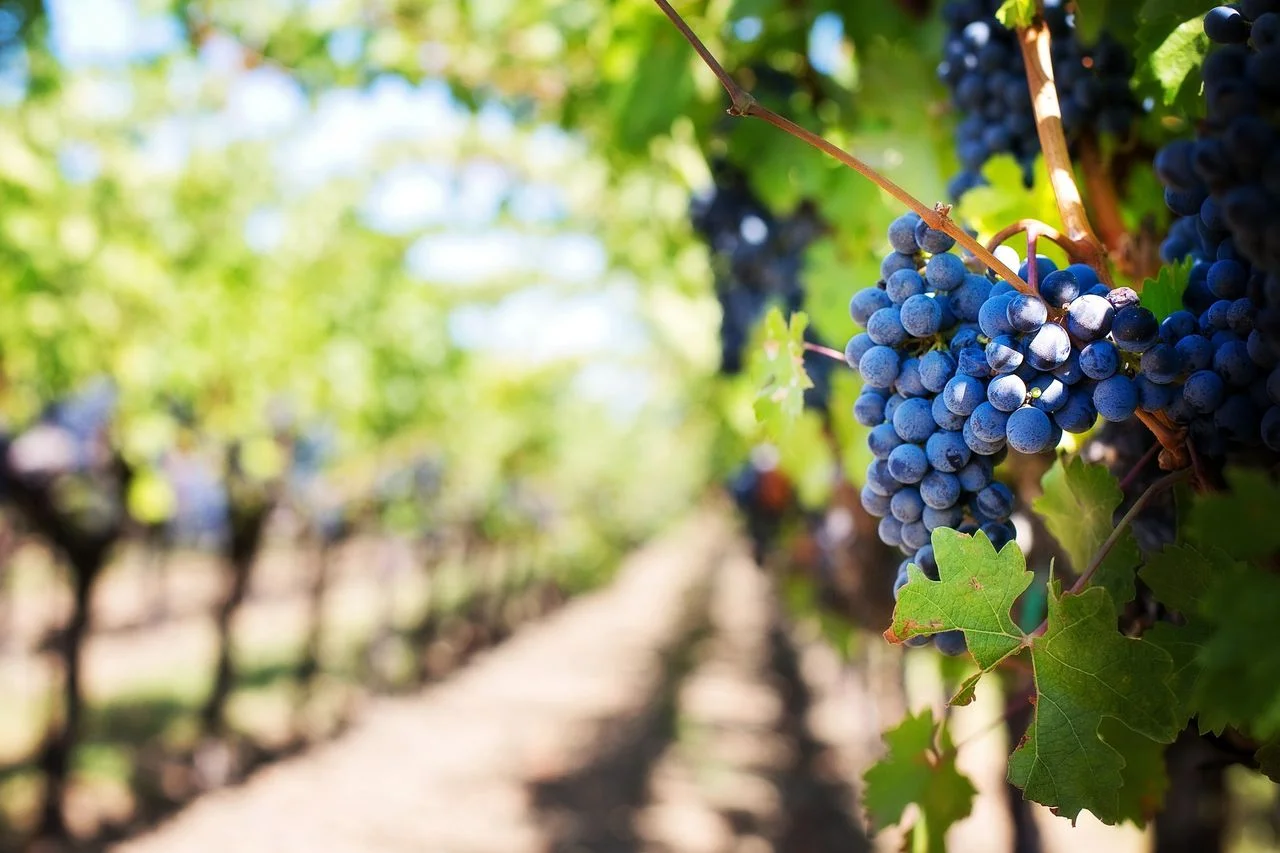 Des grappes de raisin violettes et mûres dans un vignoble ensoleillé.