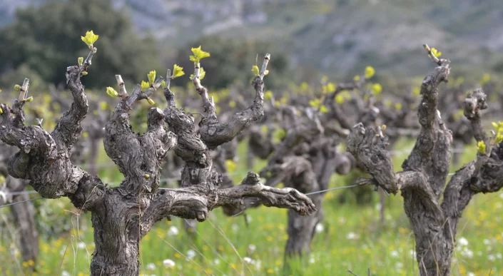 Cépités de vignes noueuses en fleurs au printemps dans un vignoble méditerranéen.