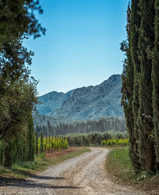 Un chemin de terre mène à une vue imprenable sur les montagnes et les vignobles.