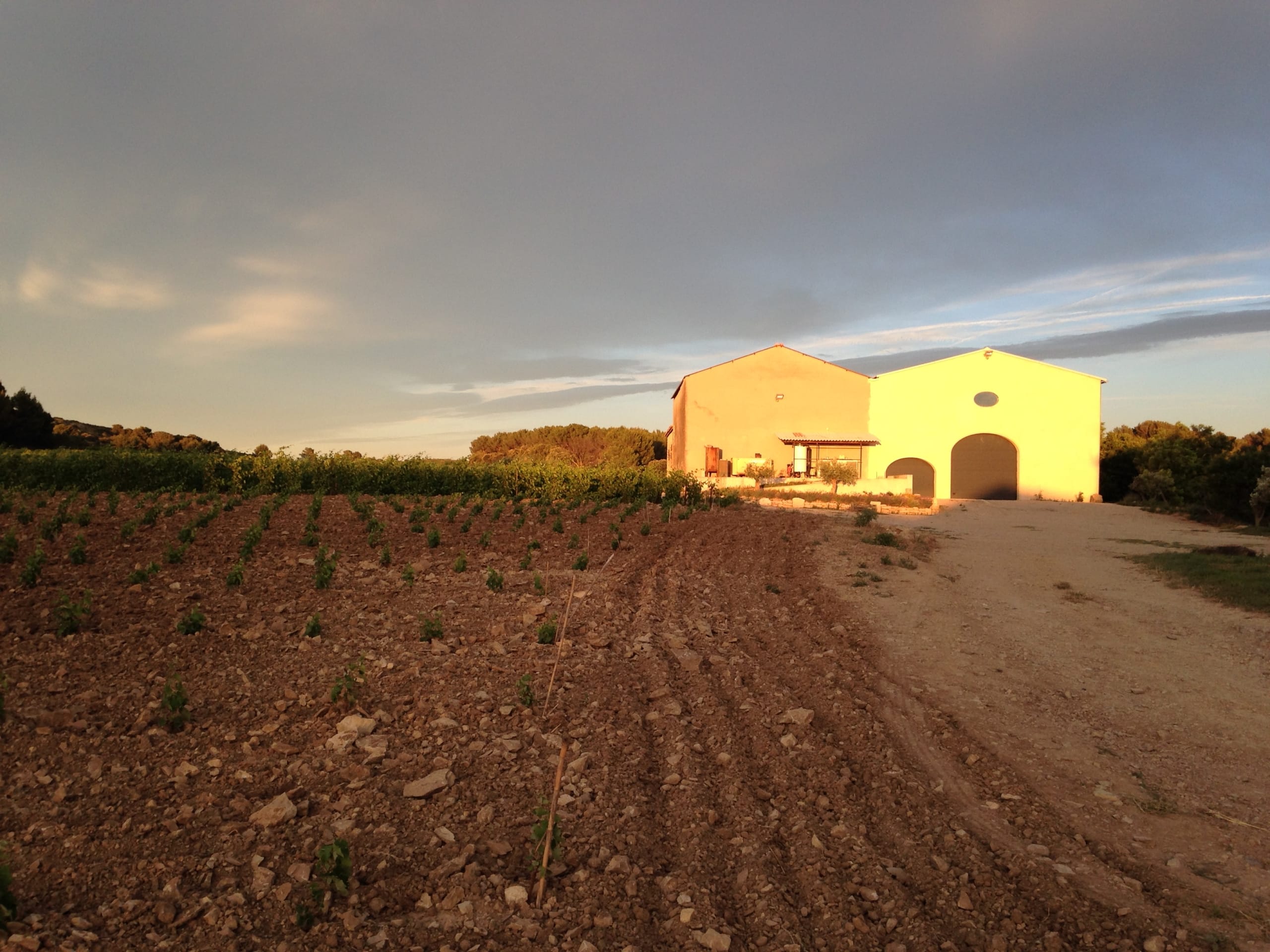 Vue d'ensemble d'une ferme ensoleillée avec des vignes et un bâtiment blanc au coucher du soleil.