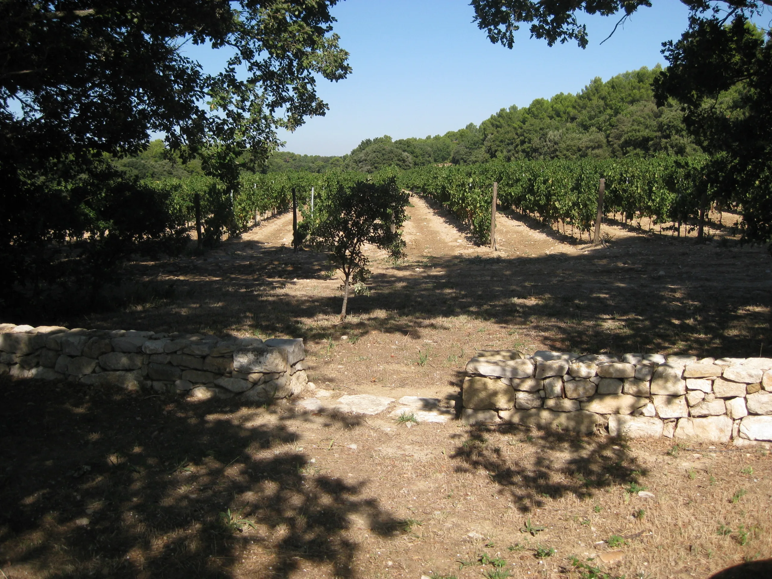 Un vignoble vallonné sous un ciel bleu, bordé de murs en pierre sèche.