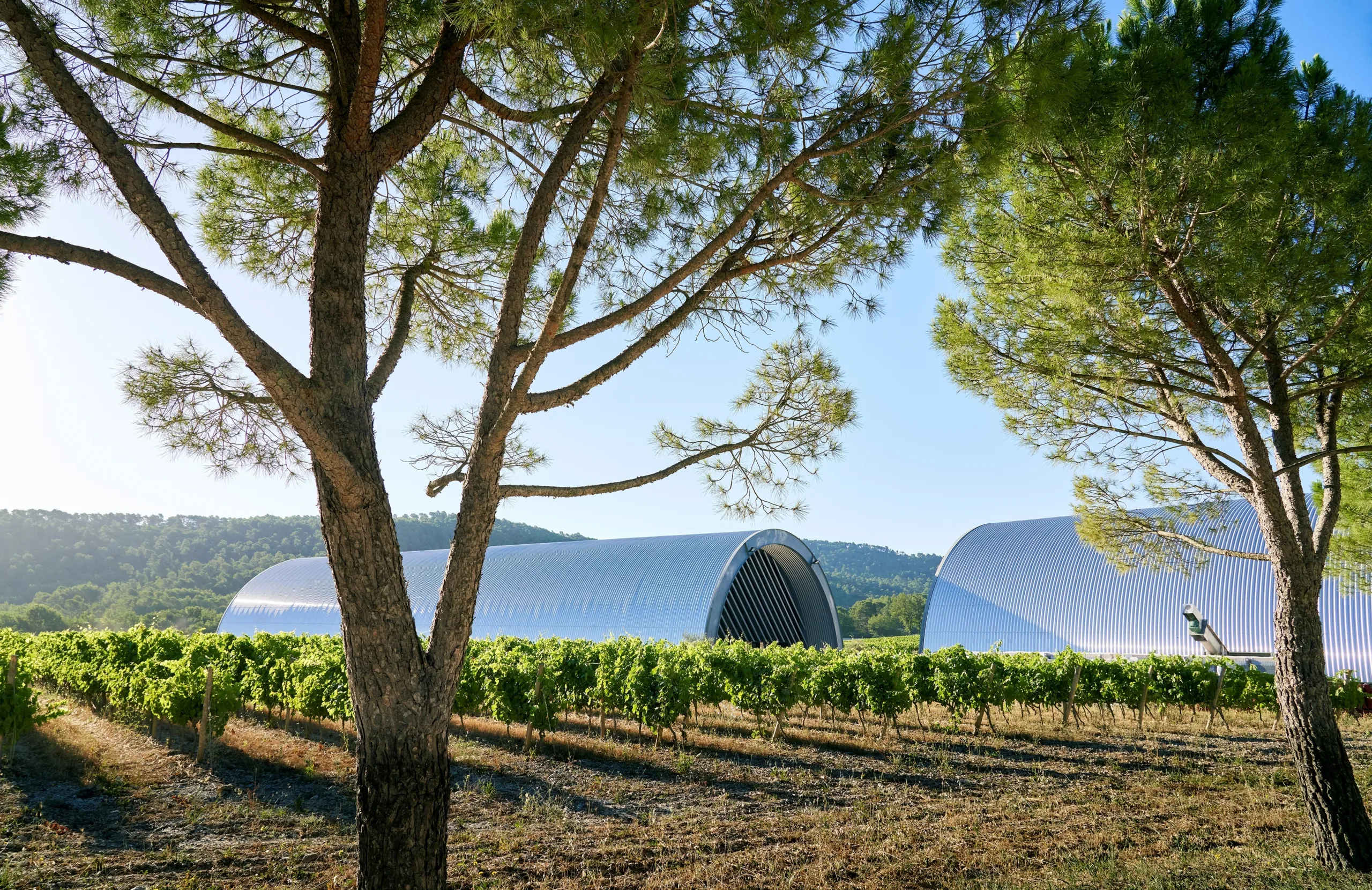Vignes et bâtiments modernes sous un ciel bleu, paysage provençal paisible.