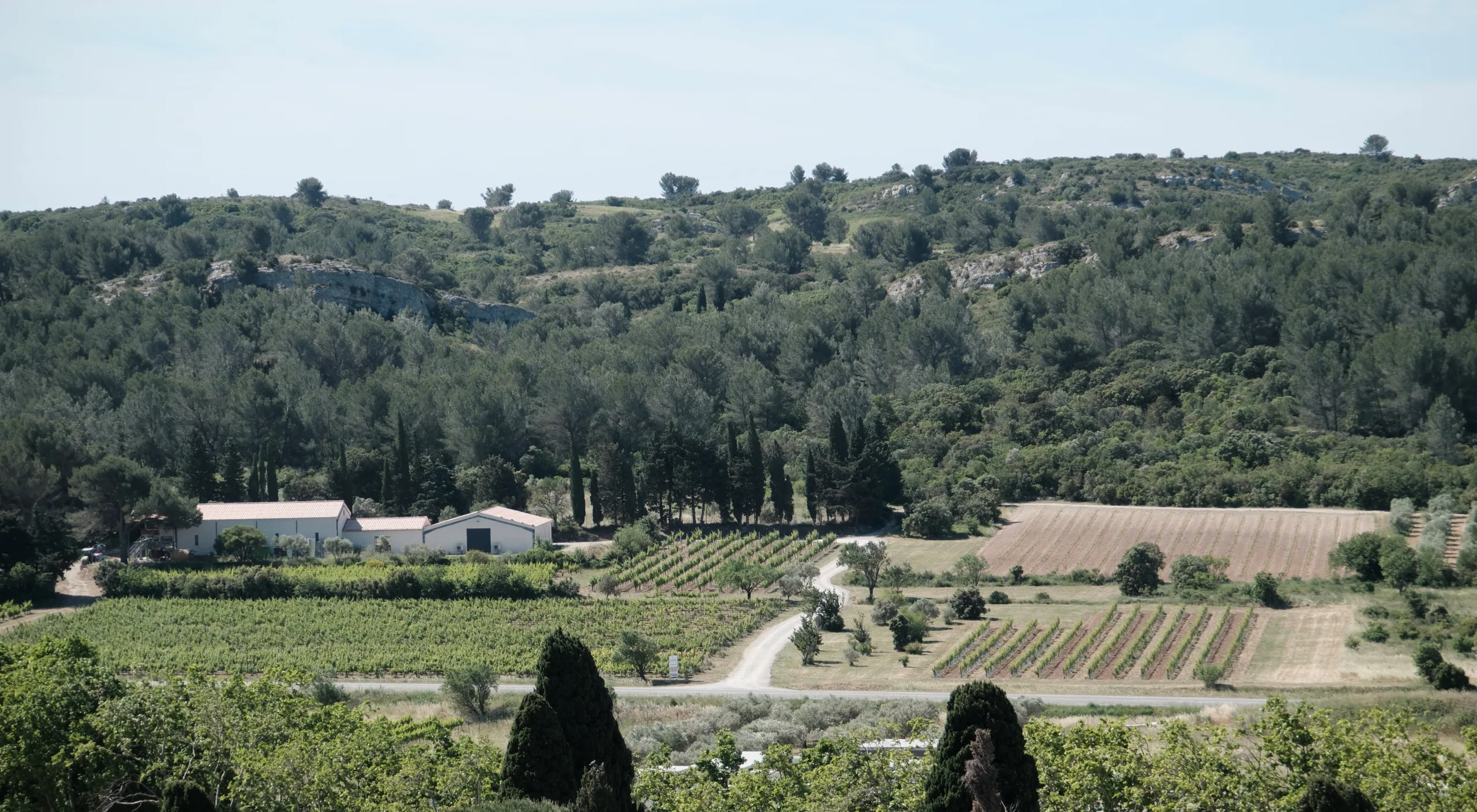 Paysage vallonné avec vignes et bâtiments agricoles sous un ciel clair.