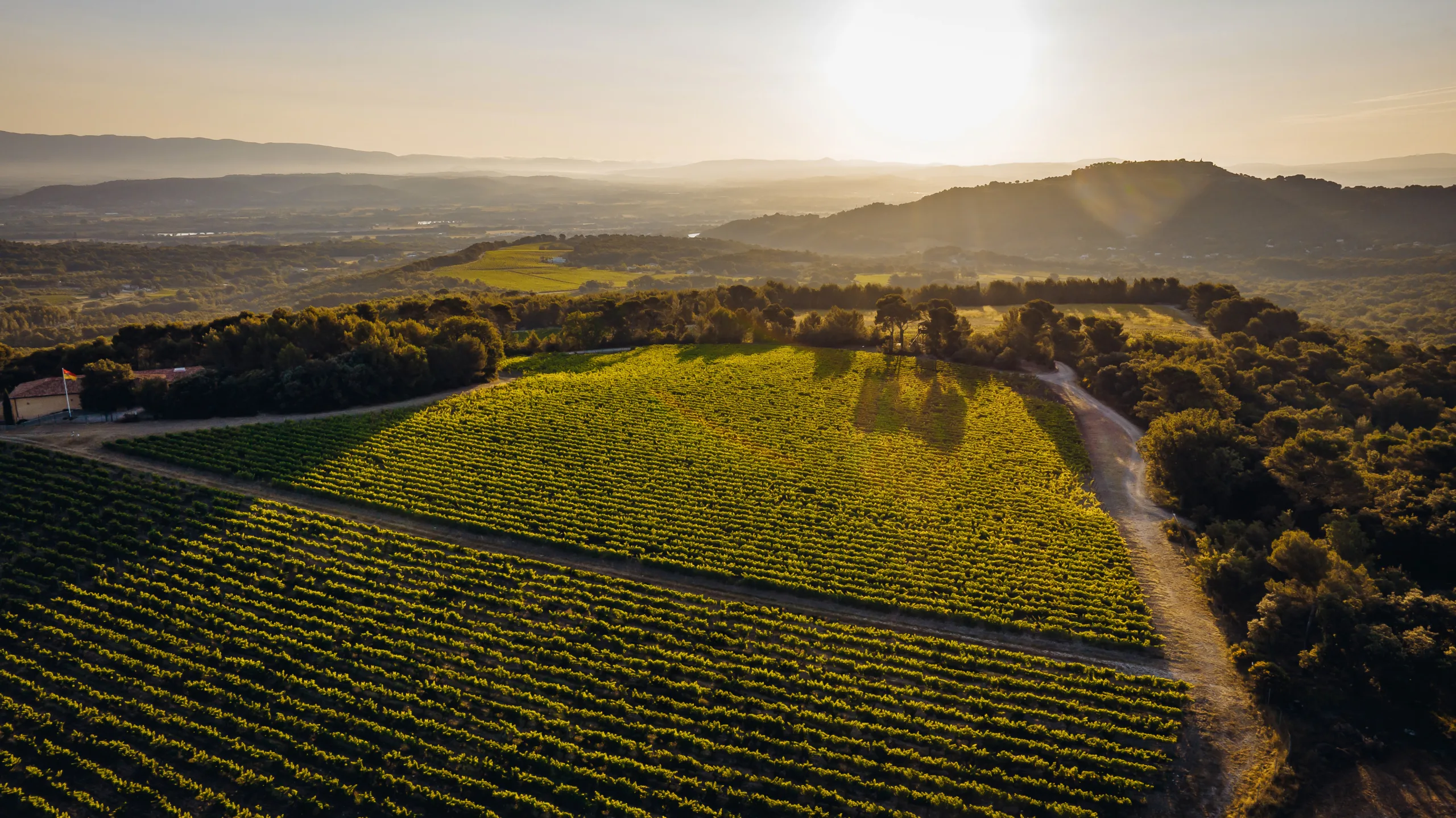 Un vignoble baigné de soleil couchant, offrant un paysage vallonné et paisible.